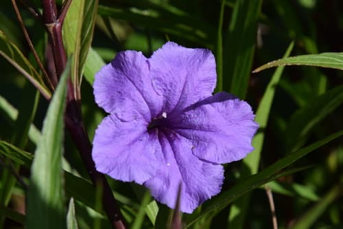 Dwarf Pink Mexican Petunia