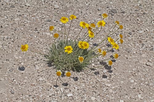 Four-Nerve Daisy
