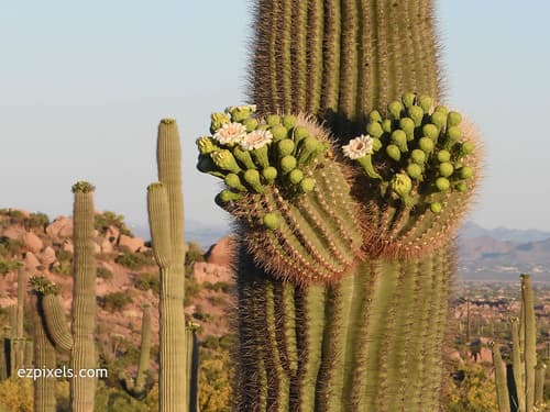 Cactus