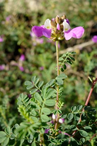 Black Dalea