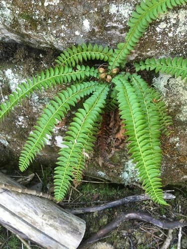 Fern, Holly