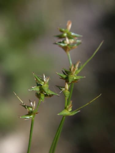 Texas Sedge