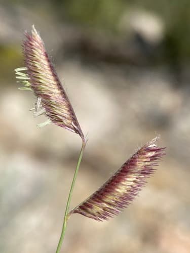 Blue Grama 'Blonde Ambition'