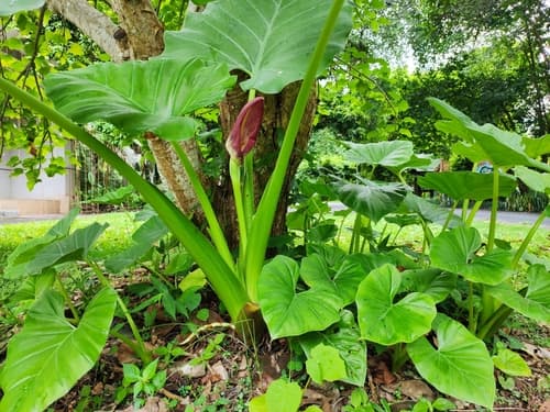 Alocasia gageana 'Aurea'