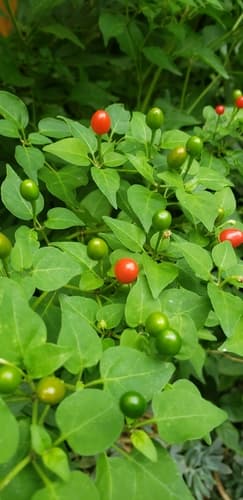 Ornamental Pepper 'Acapulco Multicolor'