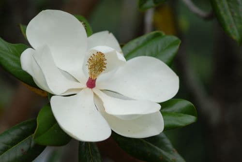 Betty Magnolia