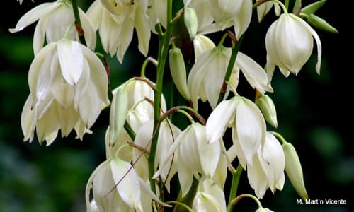 Soft Leaf Yucca