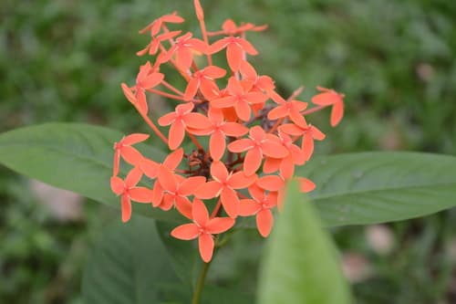 Ixora 'Maui Red'