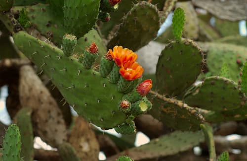 Woolly Opuntia