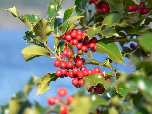 Oakland Holly