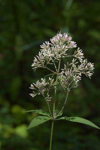 Sweet Joe Pye Weed