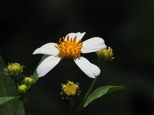Cosmos 'Orange Shades'
