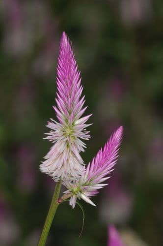 Celosia 'Coral'