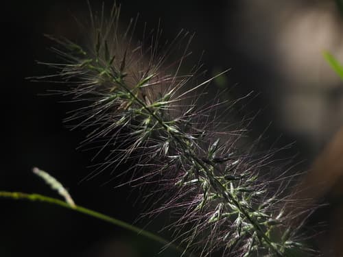 Cassian Fountain Grass
