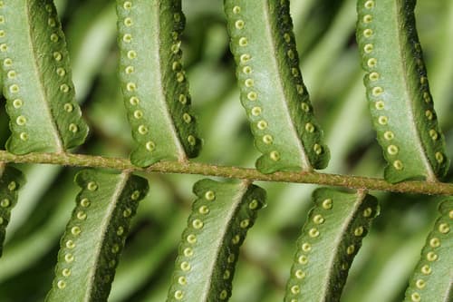 Macho Fern
