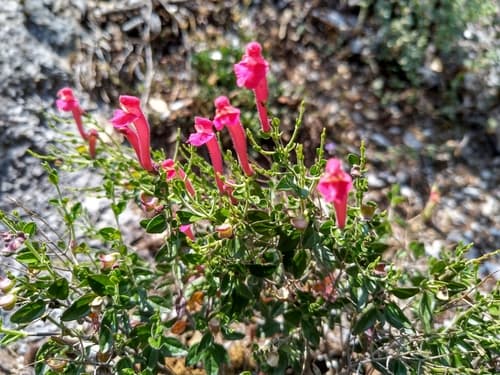 Pink Skullcap