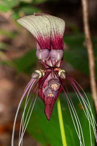 White Bat Flower