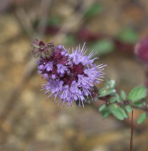 Salvia