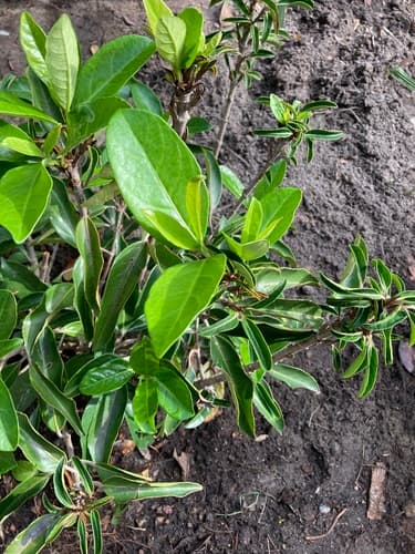 Chindo Viburnum
