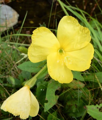 Sundrops