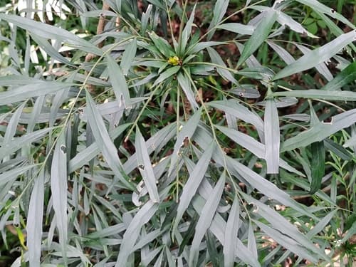 Soft Caress Mahonia