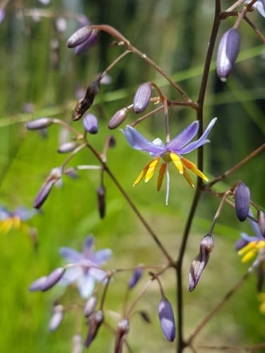 Tasmanian Flax Lily