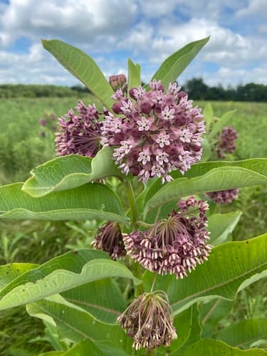 Milkweed