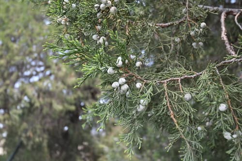 Blue Point Juniper Spiral