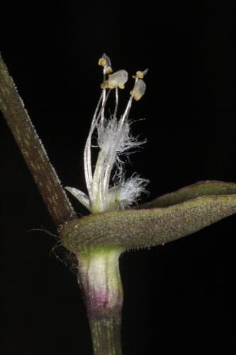 Tricolor Inch Plant