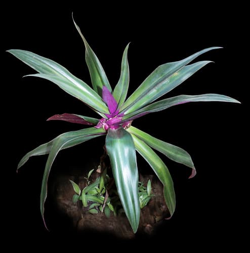 Oyster Plant