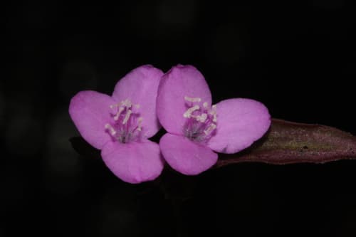 Wandering Jew