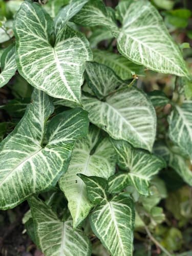 Nephthytis / Arrowhead Plant