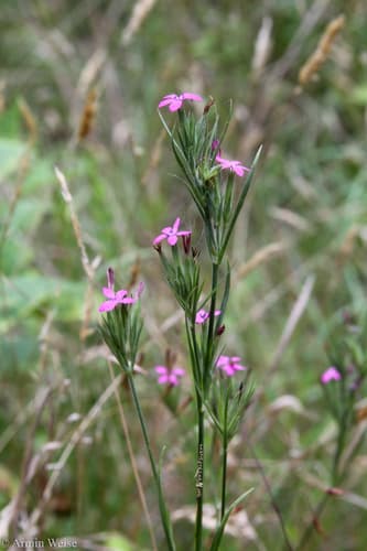 Dianthus