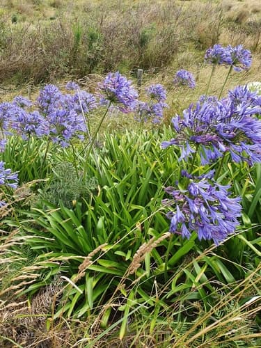 Agapanthus