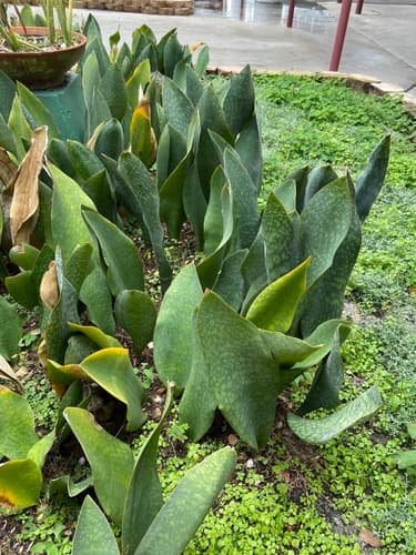 Whale's Fin Sansevieria