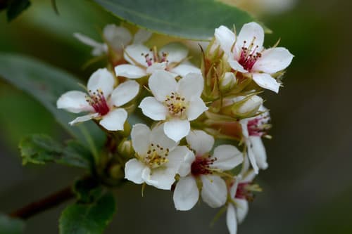 Indian Hawthorn Pink
