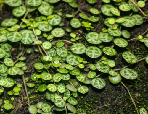 String of Turtles