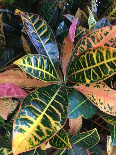 Croton 'Mammy'