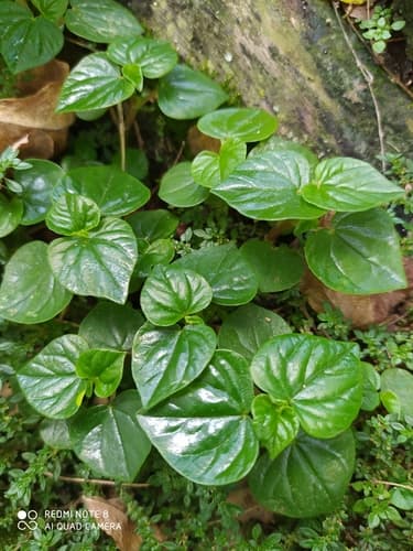 Peperomia