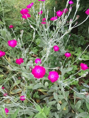 Dusty Miller