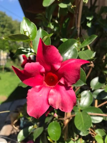Red Dipladenia