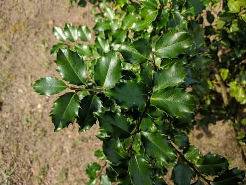Emerald Colonnade Holly