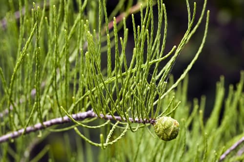 Pond Cypress