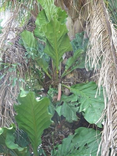Strap Leaf Anthurium
