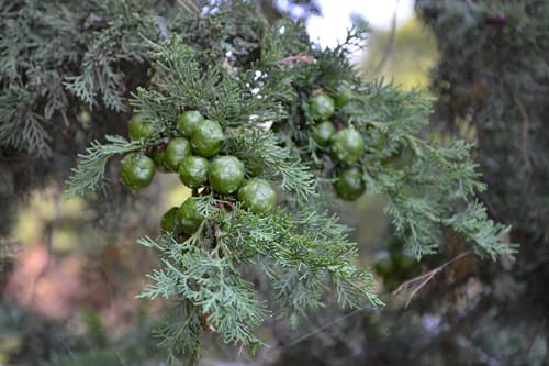 Cypress, Italian