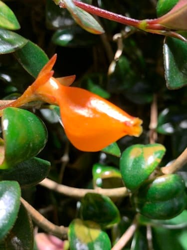 Goldfish Plant