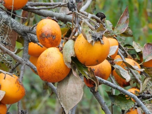 Hachiya Persimmon