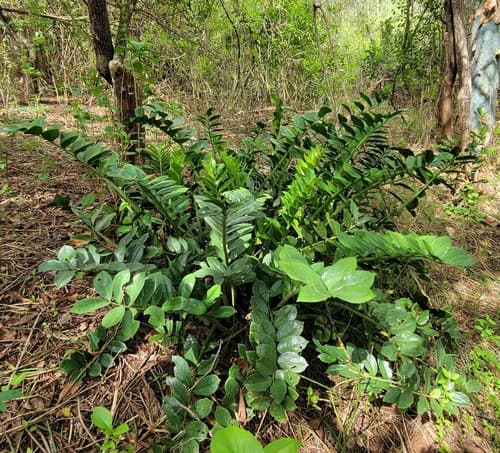 ZZ Plant