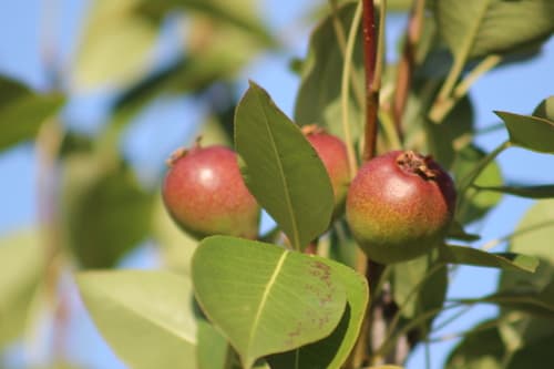 Bartlett Pear