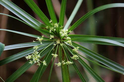 Umbrella Grass